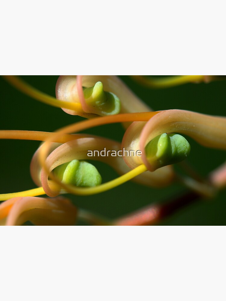 Grevillea dryandri subsp. dryandri by andrachne