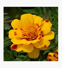 A Hint of Orange Photographic Print