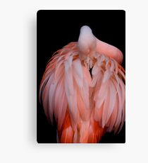 Preening Canvas Print