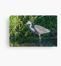 Regular Visitor Canvas Print