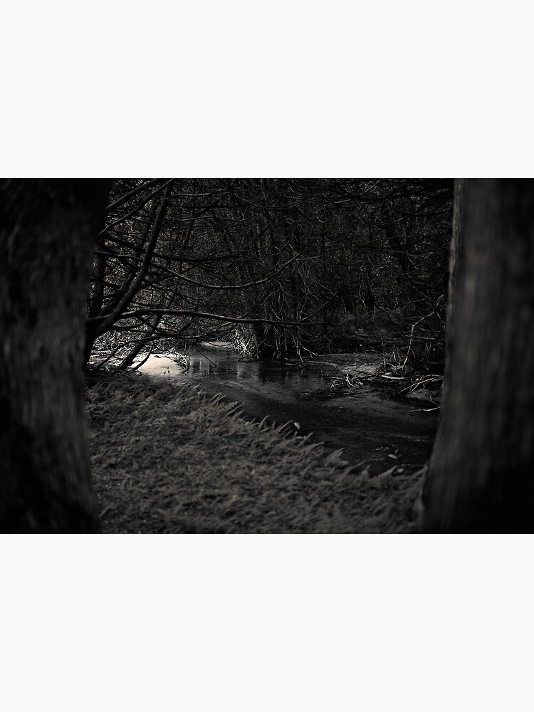 The Dark Woods at Dawn by utilityimage