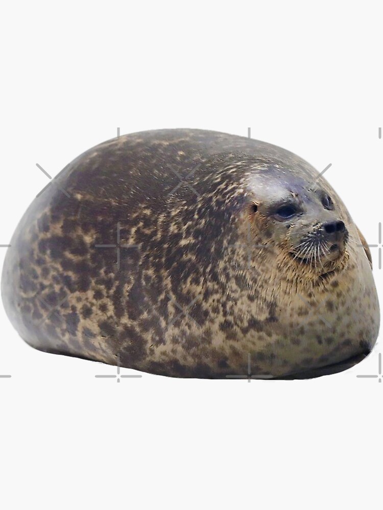 chonky the seal