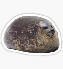 Chubby Seal Sticker