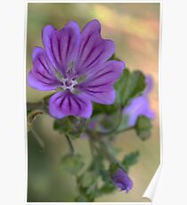 Meadow Crane’s-bill Poster