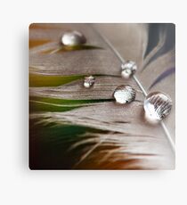 Plumage Metal Print