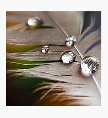 Plumage Photographic Print