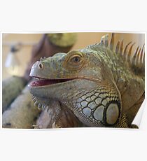 Iguana at Twycross Zoo Poster