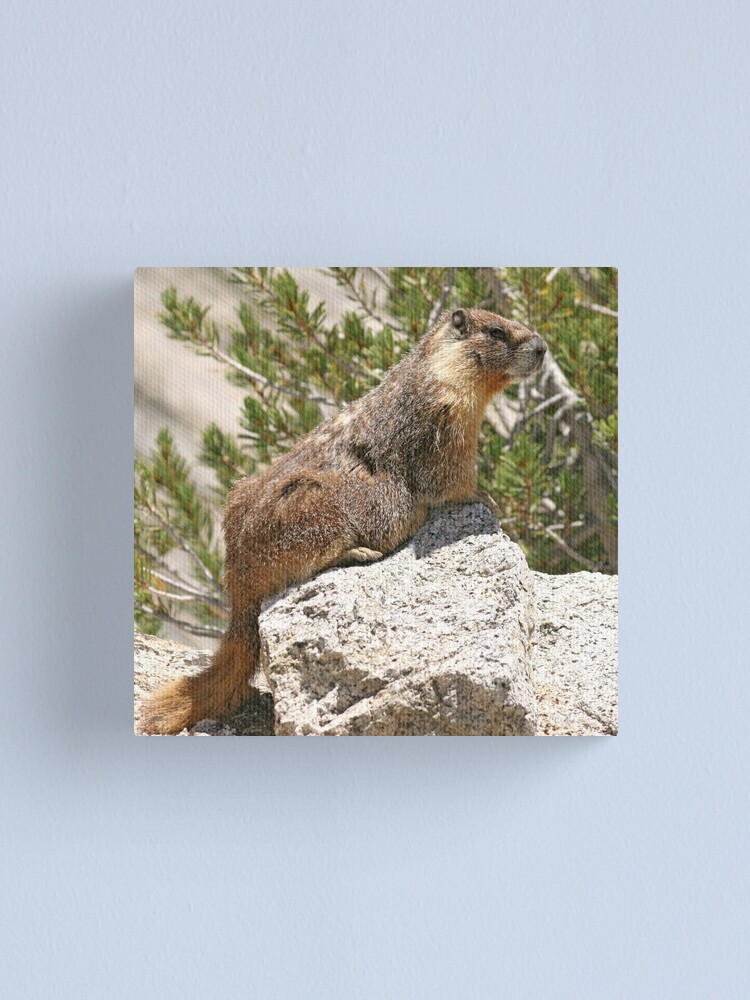 Alternate view of Marmot on rock Canvas Print