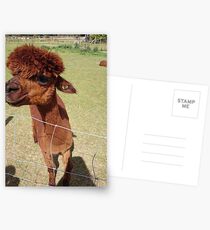 Alpaca (image only) Postcards
