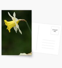 Daffodil Postcards
