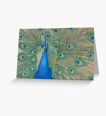 Casanova II Greeting Card