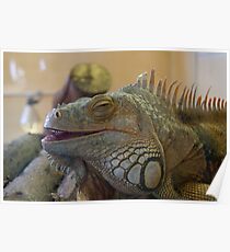 Iguana at Twycross Zoo again Poster