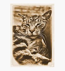 I Kneed an Older Pillow Photographic Print