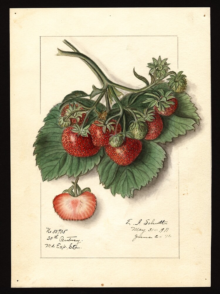 Vintage Strawberries by Douglas E.  Welch