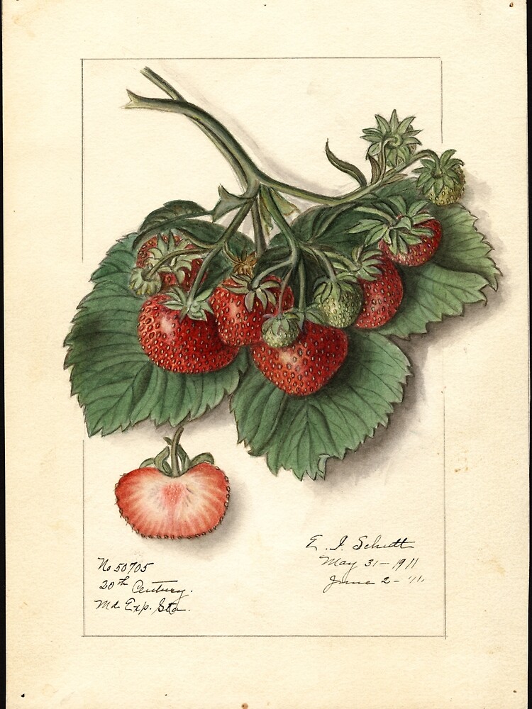 Vintage Strawberries by douglasewelch