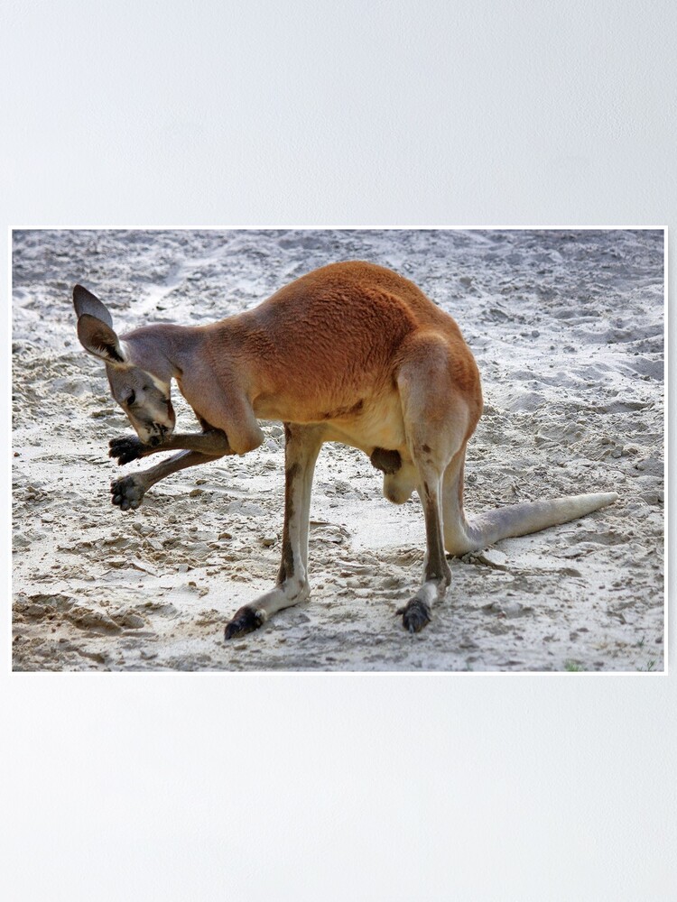 "Boxing Kangaroo" Poster by Paulette1021 Redbubble
