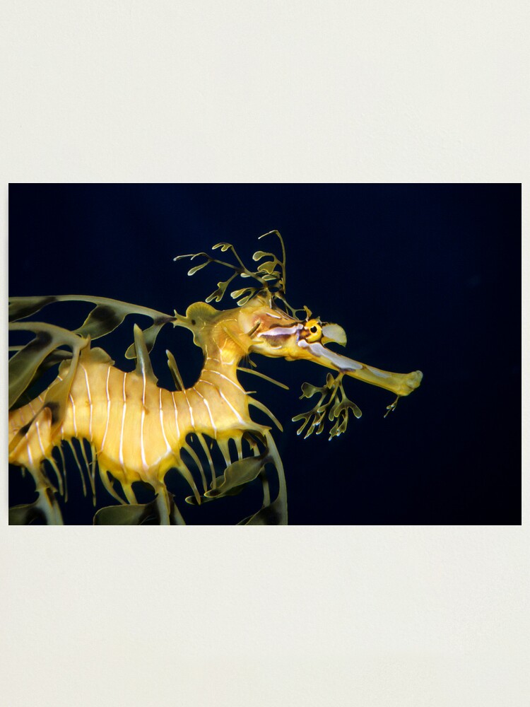 Alternate view of Leafy sea dragon Photographic Print