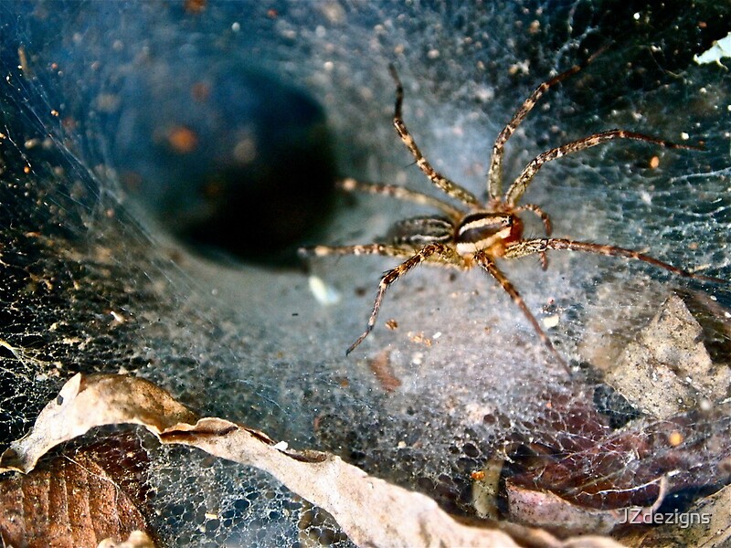 "Where do spiders hide?" by JZdezigns Redbubble