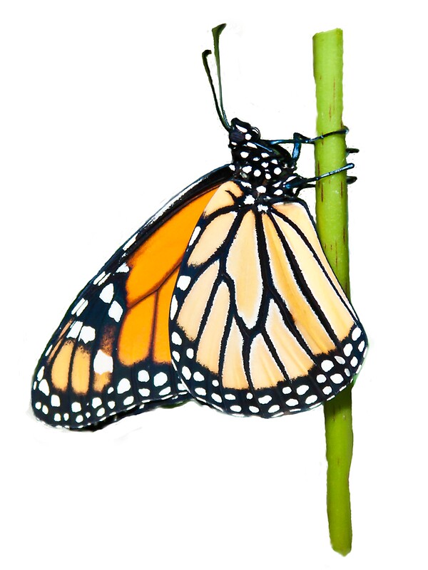 Download "Monarch Butterfly (side view)" Stickers by Karl Wittman ...
