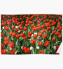 Tulips Poster