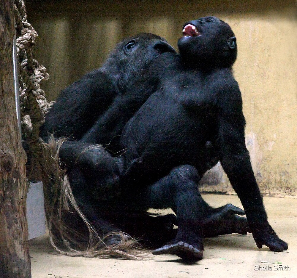 "Laughing Gorillas" by Sheila Smith | Redbubble