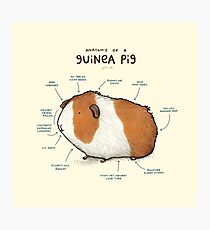 Anatomy of a Guinea Pig Photographic Print