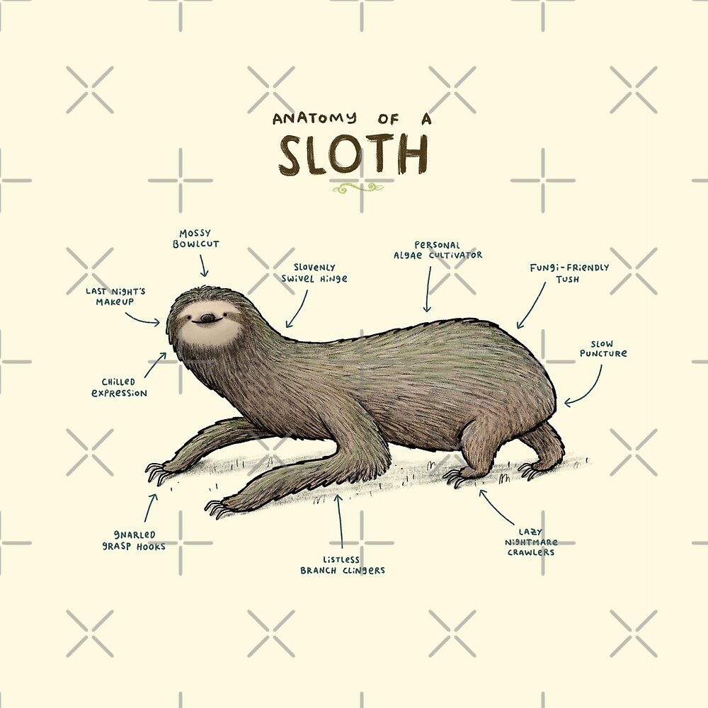 "Anatomy of a Sloth" by Sophie Corrigan | Redbubble