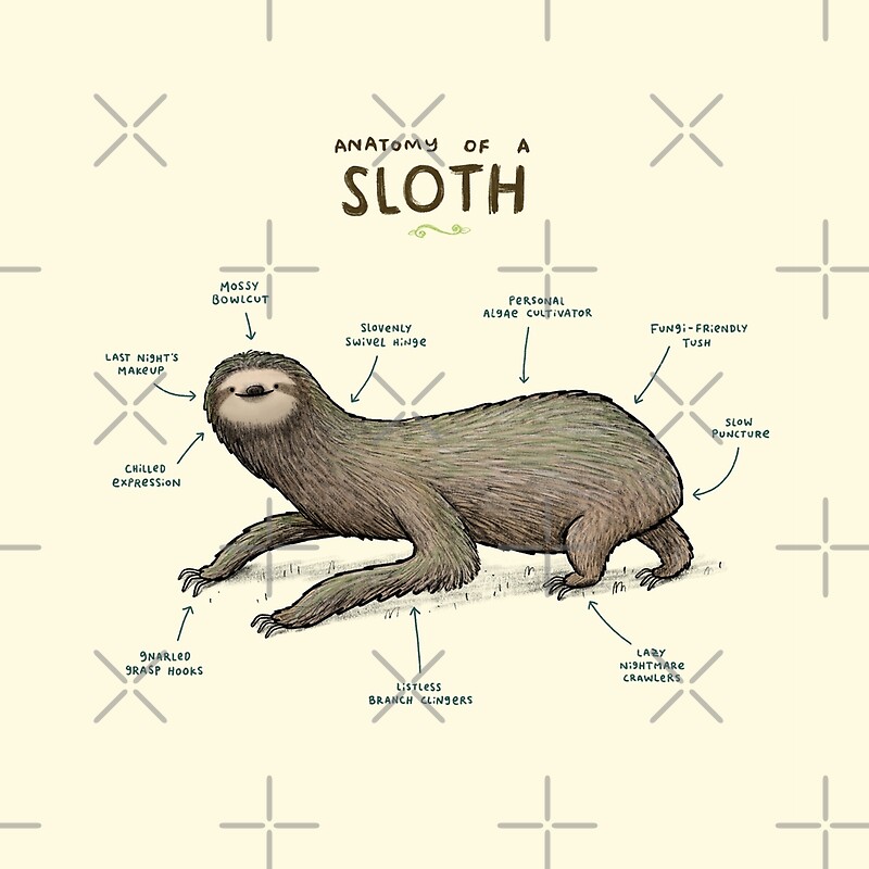 "Anatomy of a Sloth" by Sophie Corrigan Redbubble