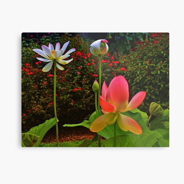Brookgreen Gardens Gifts & Merchandise Redbubble