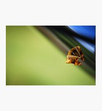 Fallen Photographic Print