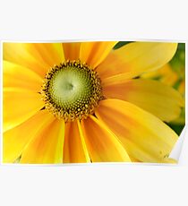 Sunny Side Up! Poster