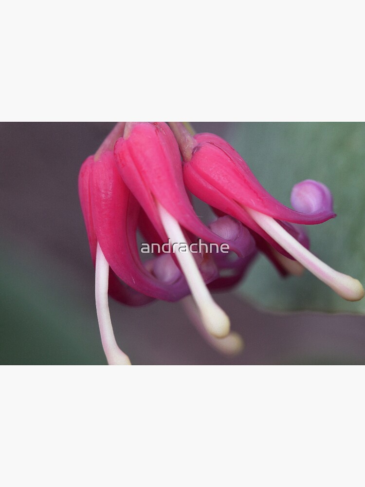 Grevillea latifolia by andrachne