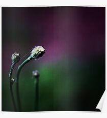 Delicate by nature Poster