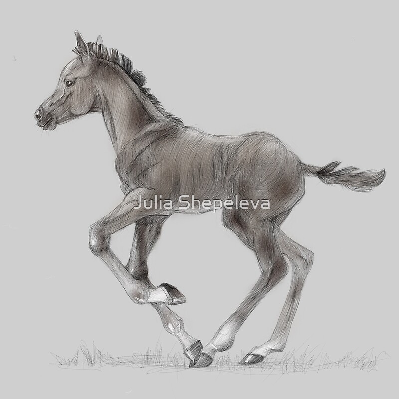 "Drawing portrait of running foal" by Julia Shepeleva Redbubble