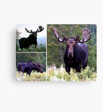 Bull moose Canvas Print