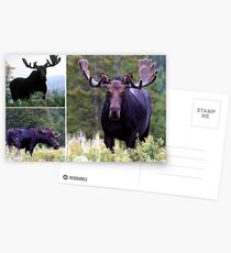 Bull moose Postcards