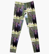 Bull moose Leggings