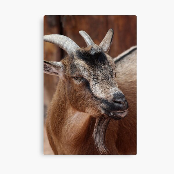 Pygmy Goat Canvas Print