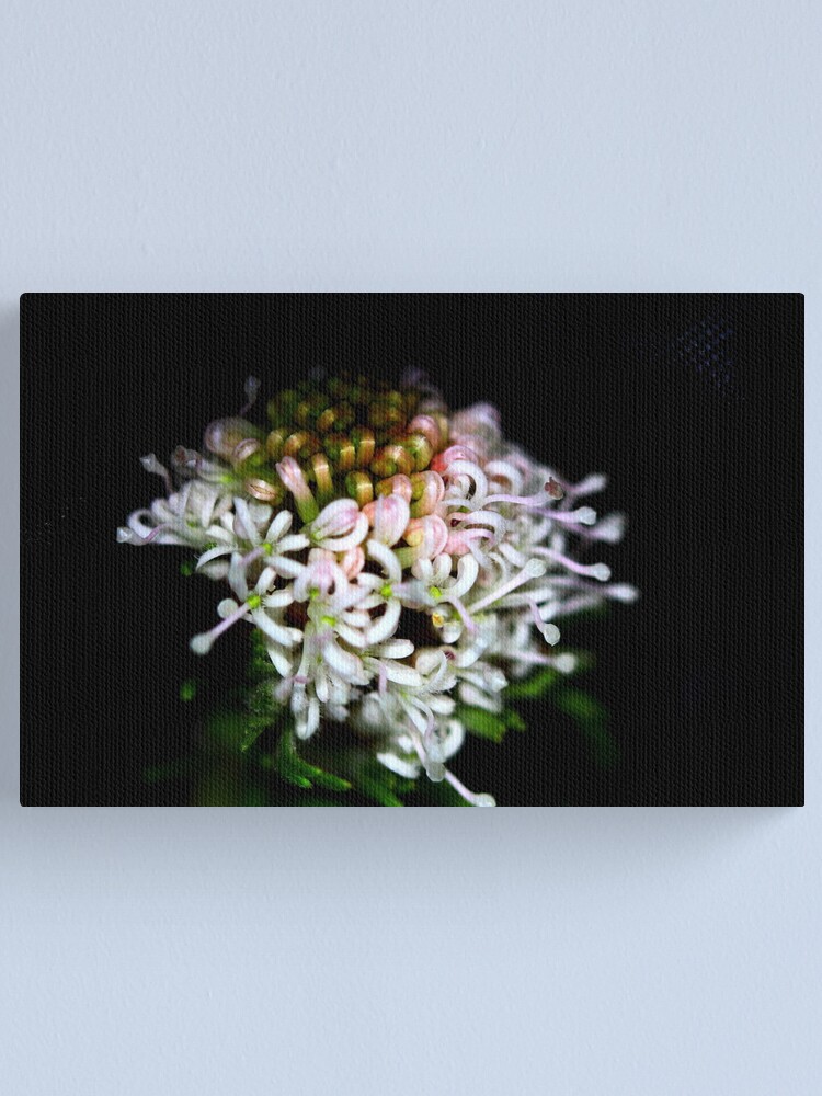 Alternate view of Grevillea crithmifolia Canvas Print