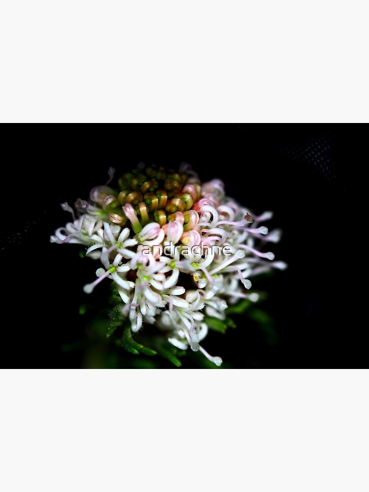 Grevillea crithmifolia by andrachne