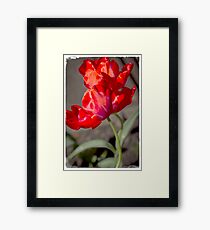 Red tulips Framed Print