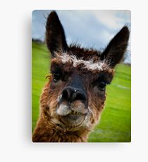 Wacky Alpaca Canvas Print