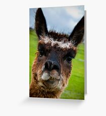 Wacky Alpaca Greeting Card