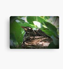 Crowded Nest ~ Baby Robins Canvas Print