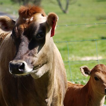 Mother and baby-Jersey Cow Greeting Card for Sale by Sharon McRae
