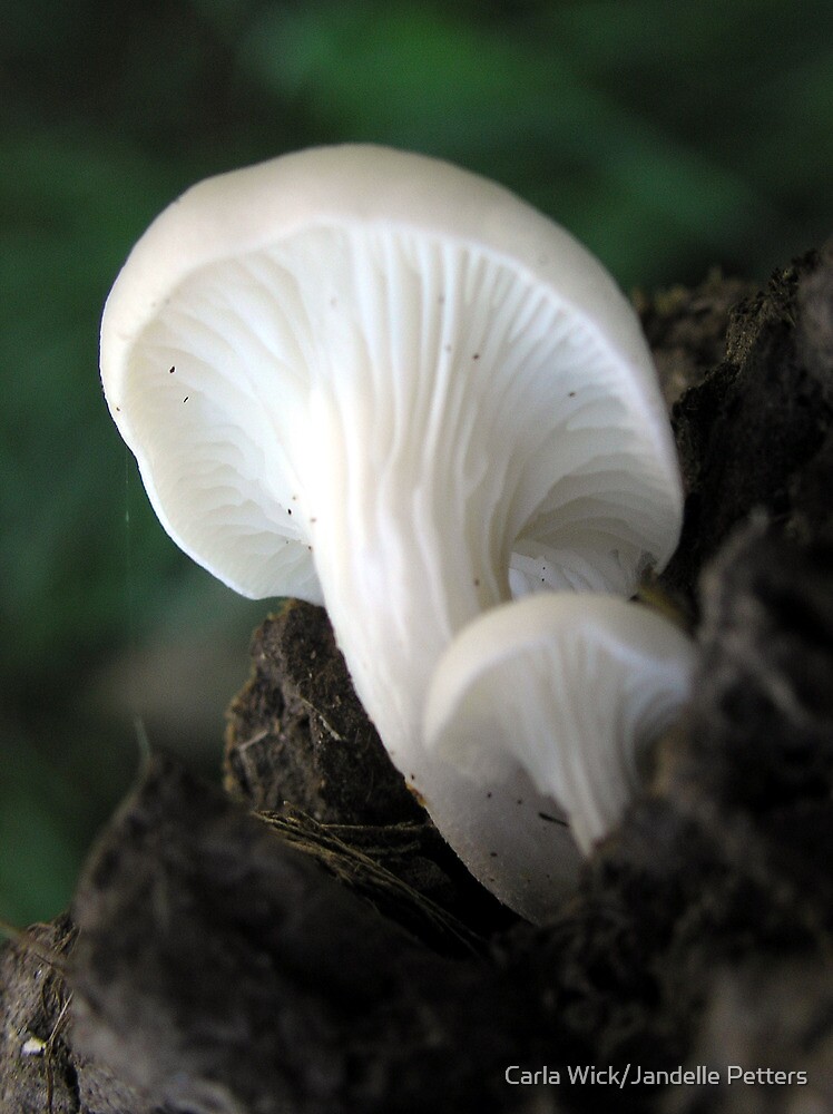 "Oyster Babies" by Carla Wick/Jandelle Petters Redbubble