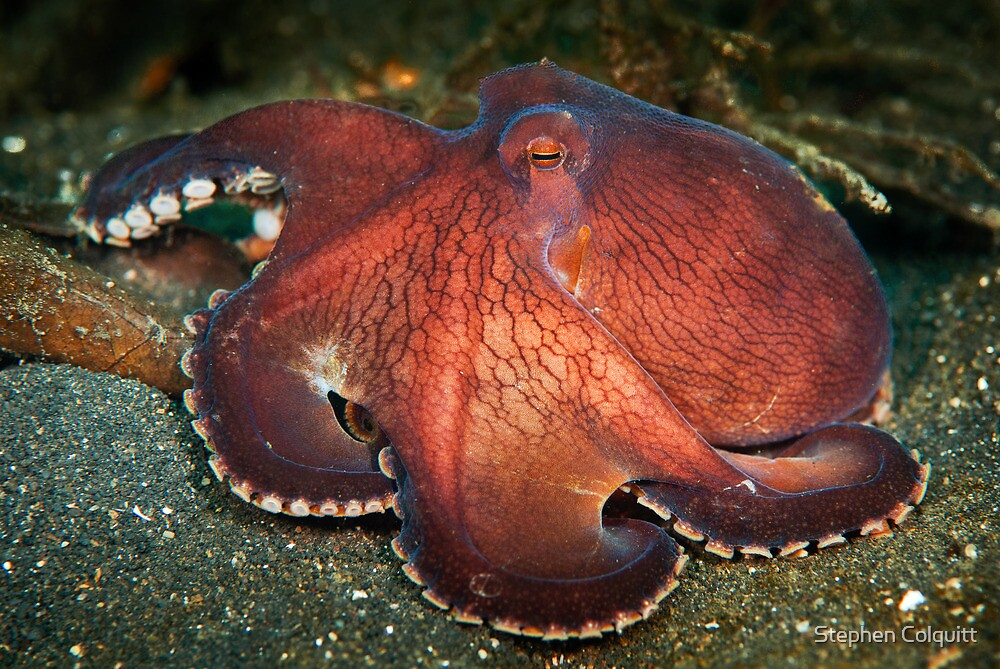 "Red coconut octopus - Lembeh Straits" by Stephen Colquitt | Redbubble