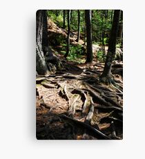 Firmly Rooted Canvas Print