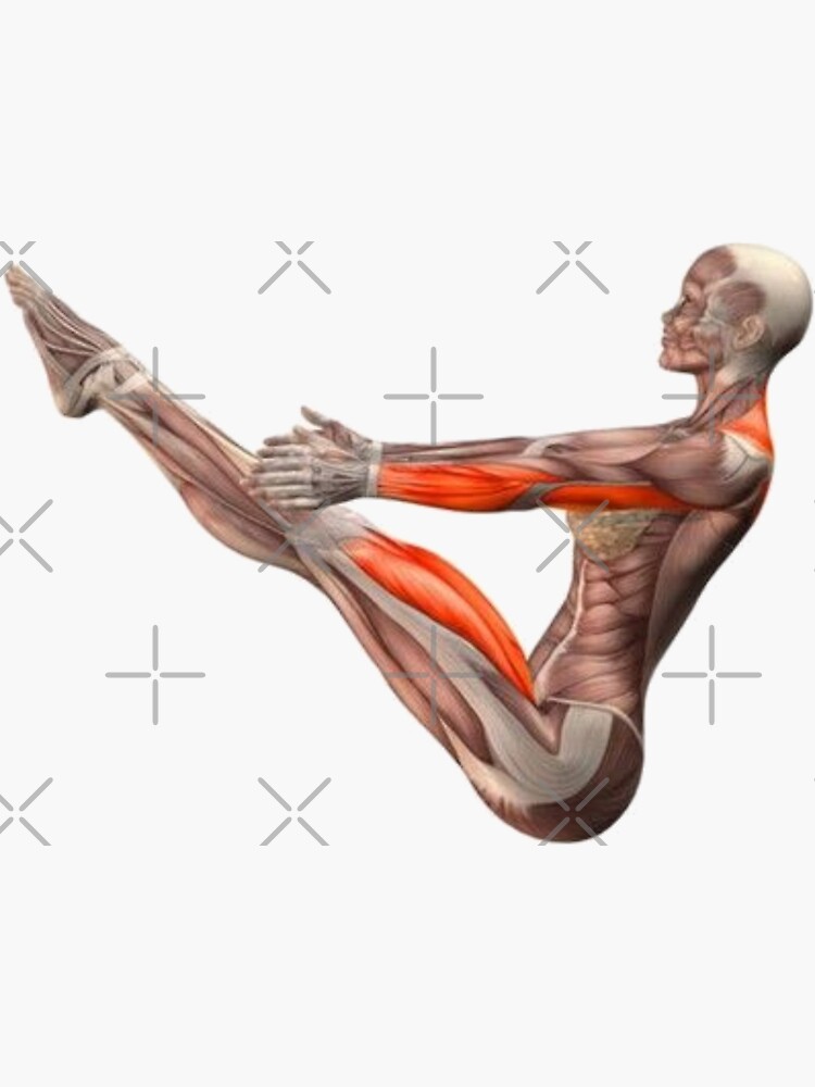 « Dessins Musculo-squelettique des positions de Yoga » par rodolphe-a