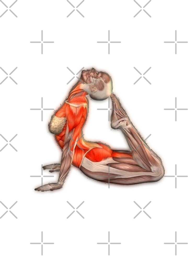 « Dessins Musculo-squelettique des positions de Yoga » par rodolphe-a